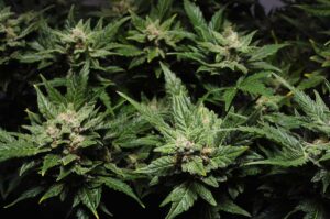Top 10 Pure Indica Strains List For You