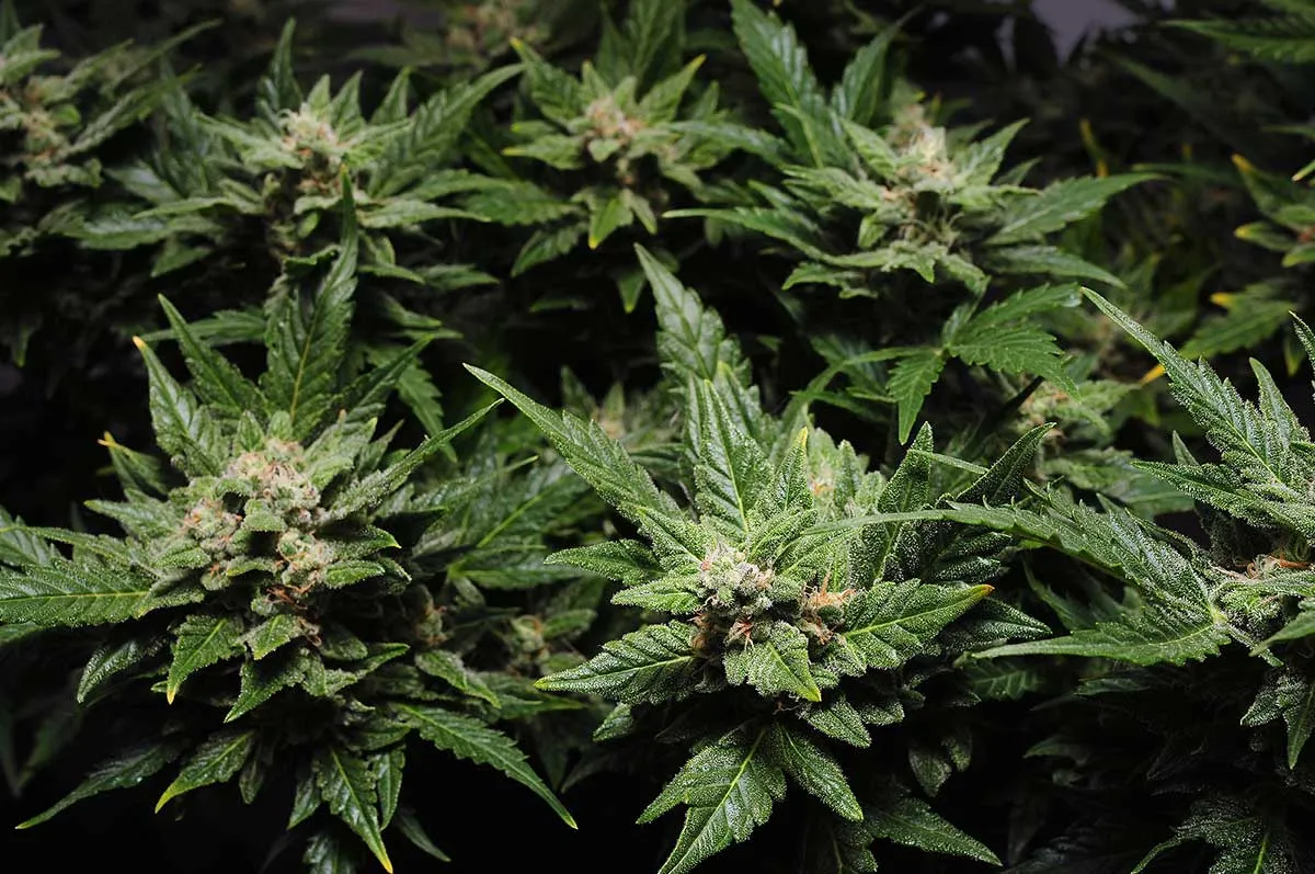 Top 10 Pure Indica Strains List For You