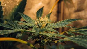 Top 5 Australian Sativa Strains