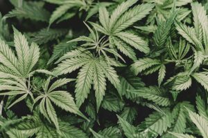 Top 5 Best Indica Strains for Beginners
