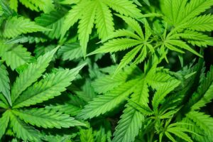 Top 5 Best Landrace Sativa Strains