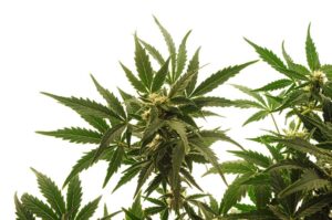Top 5 Best Outdoor Indica Strains for Growers