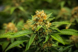 Top-5-Best-Sativa-Strains-in-Amsterdam