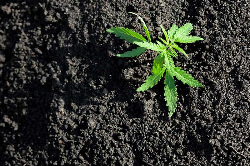 Top 5 Best Soil for Indica Every Grower Should Know
