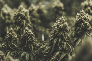 Top 5 Most Popular Sativa Strains
