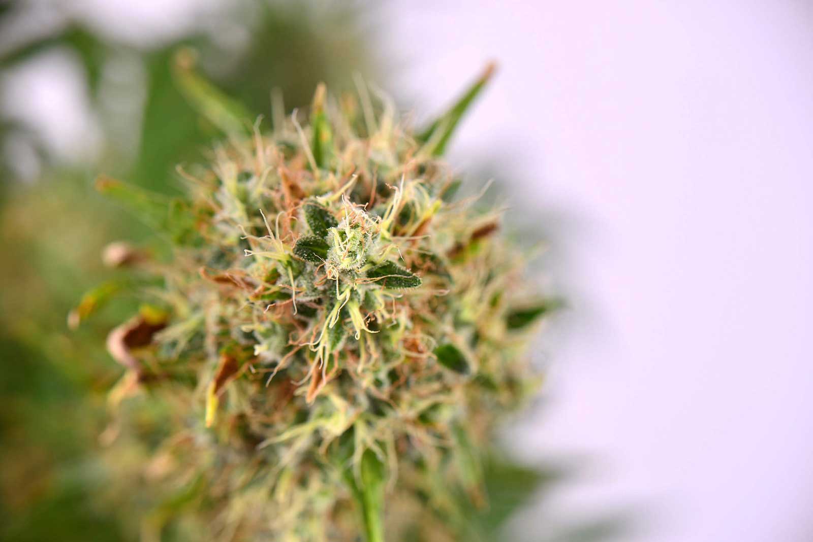Top 5 Most Relaxing Indica Strain