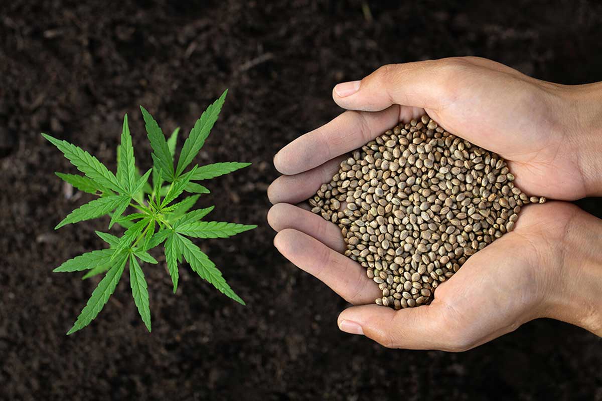 Top 5 Sativa Strains for Beginners