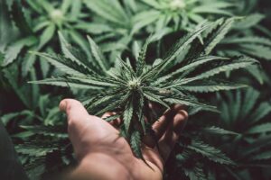 Sativa strains in India