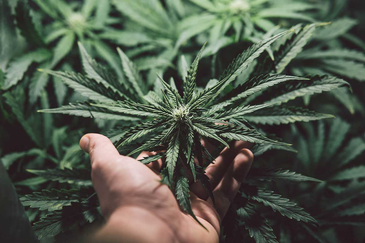 Sativa strains in India