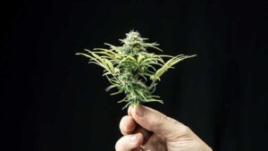 Top 5 Strongest Indica Strain in the World and Where to Find Them