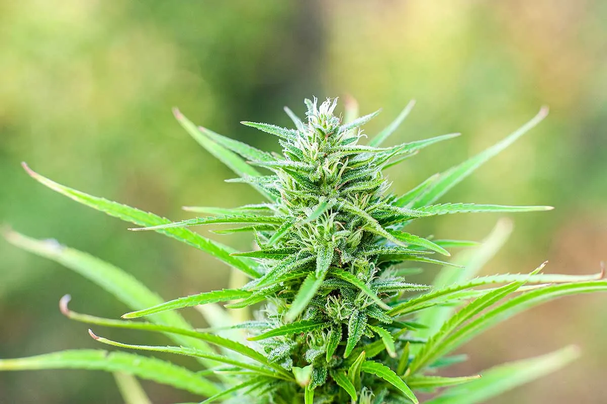 Top 7 Autoflowering Sativa Dominant Strains | Sonoma Seeds