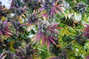 Top 7 Purple Sativa Strains Worth Trying
