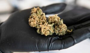 Top 8 Best Indica Strain for Weight Loss Secrets Unveiled