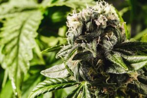 Treating Alzheimer's with the Right Strain