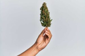 What Do Sativa Buds Look Like