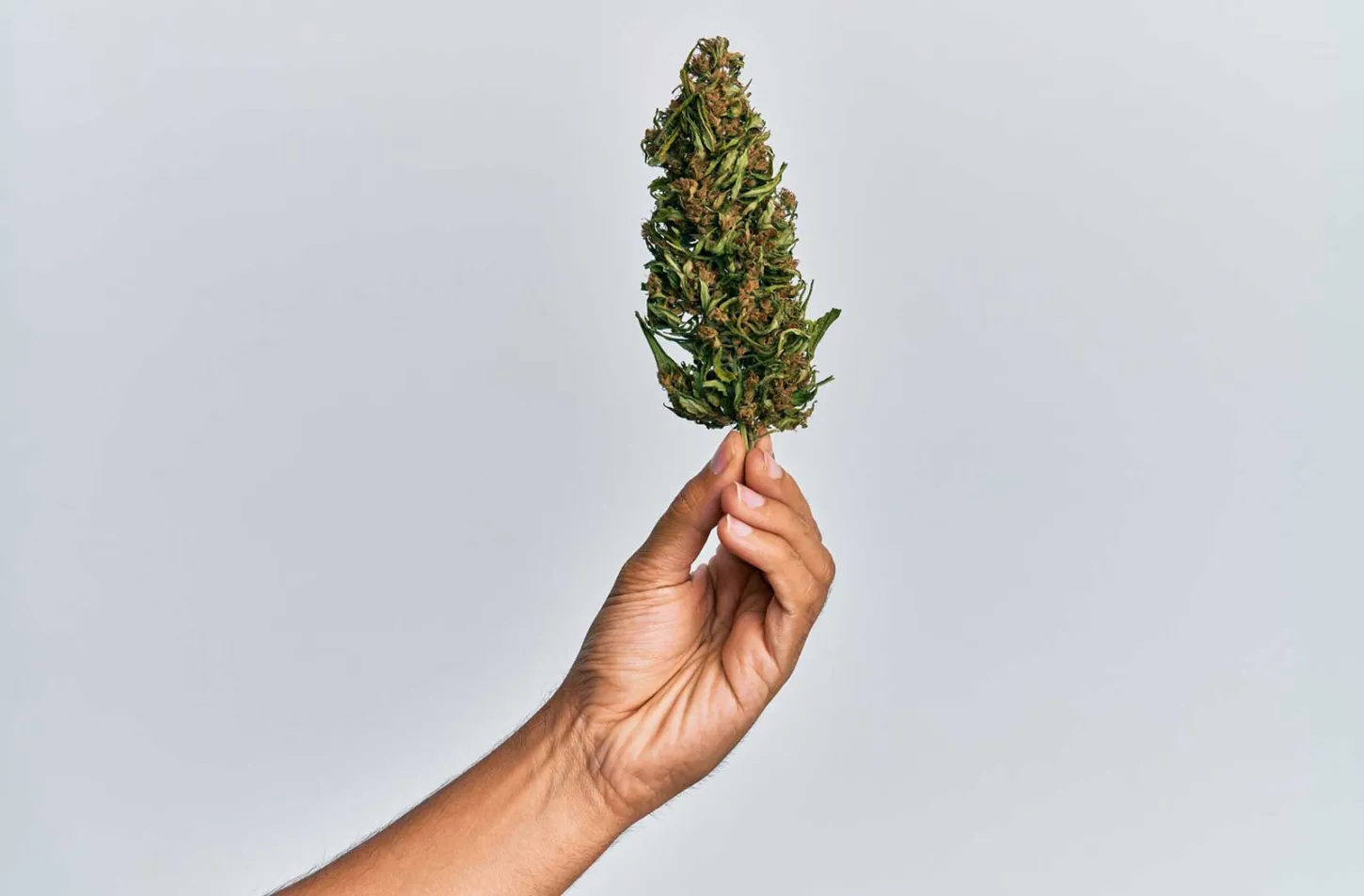 What Do Sativa Buds Look Like