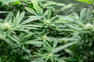 What-Happens-When-Crossing-Hemp-With-Indica