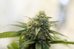 When to Harvest Indica Strain