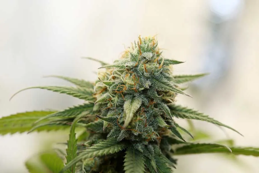 When to Harvest Indica Strain