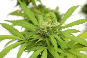 A comparison between Indica and Sativa