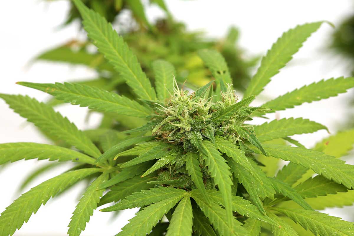 A comparison between Indica and Sativa