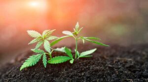 Mixing Indica and Sativa