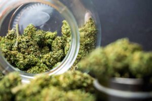 The Perfect Strain for Pregnant Women