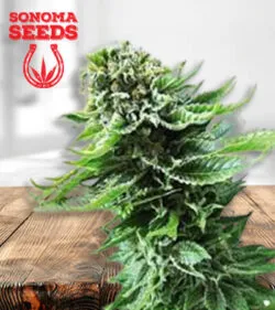 ACDC Strain