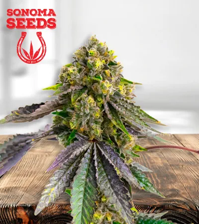 Afghan 450