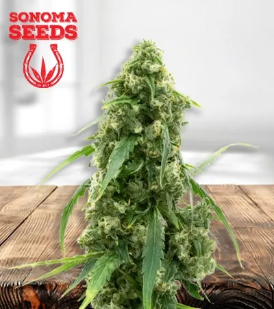 Alien Gorilla Glue min