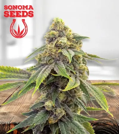 Alien og clearance
