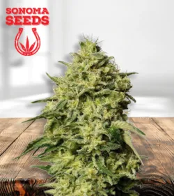 Amnesia Strain