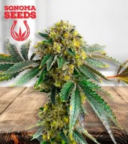 Amnesia Haze Strain