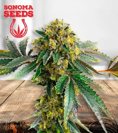 Amnesia Haze min