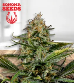 Amnesia Kush