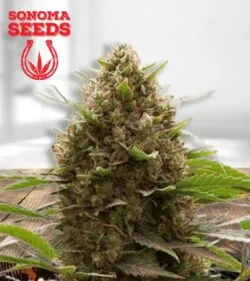 Amnesia Kush min 1