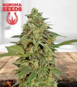 Amnesia Lemon Strain