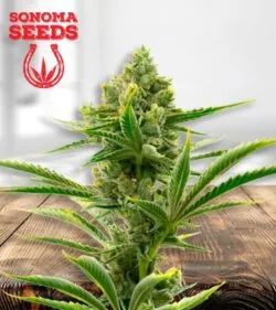 Badazz Cheese Strain
