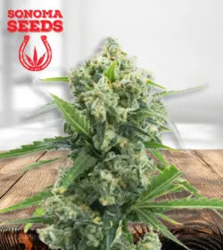 Banana Kush