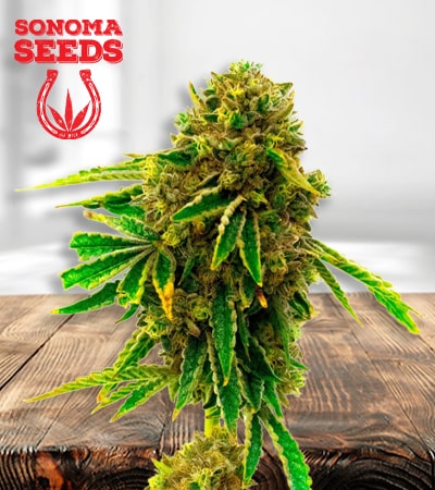 Banana Kush min