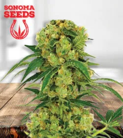 Big Bud Fast Version