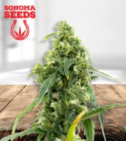 Black Diesel