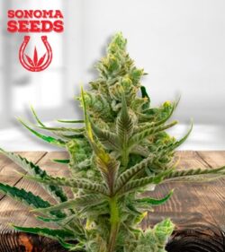 Black Widow Strain