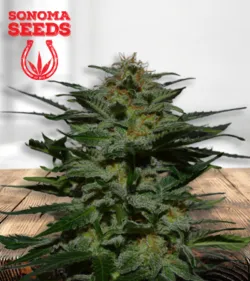 Blackberry 450 Strain