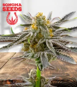 Blood Diamond Strain