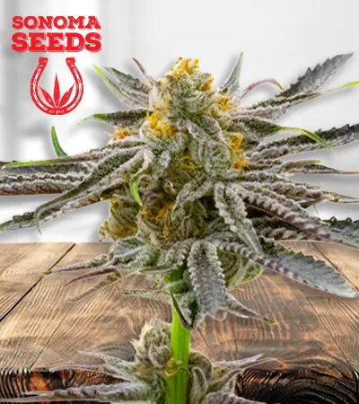 Blood Diamond Strain