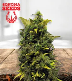 Blue Cheese
