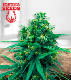 Blue Cheese Strain