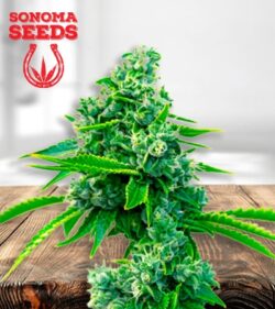 Blue Dream Strain