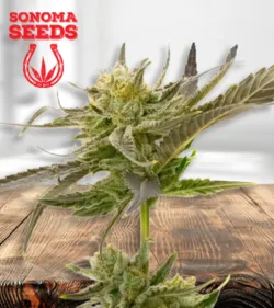 Blue Fruit Strain